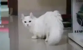 kucing Munchkin kinkalow