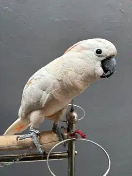 Burung kakak tua mollucan jambul oren