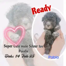 Silver toy poodle puppies