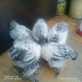 Anak Brahma usia 4 bulanan