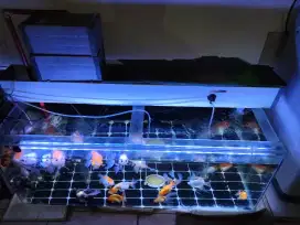 Ikan mas koki Oranda+Panda+rancu (bisa satuan bisa fullset aquarium)