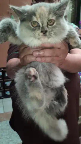 Diborongin open adop 4 kucing Persia mix bsh usia 3,5 bln