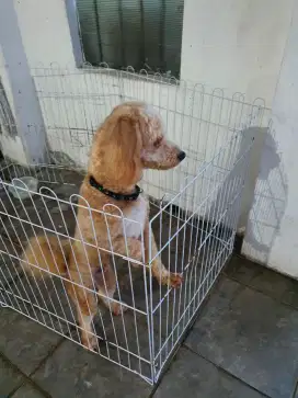 Anjing maltipoo jenis jantan