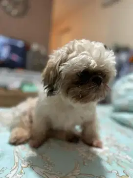 Anjing shitzu jantan lengkap stb dan vaksin