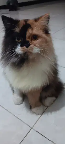 Jual kucing gemoy