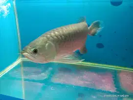 Banjar red Arwana