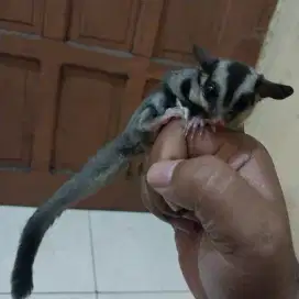 Sugar gliser classic grey betina,umur 4 bulan