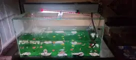 Ikan glowfish beserta aquarium fullset
