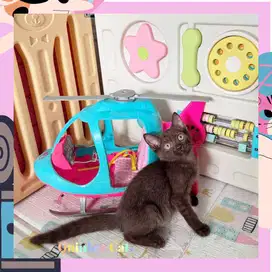 Kucing Siamese x BSH Jantan Chocolate Shorthair