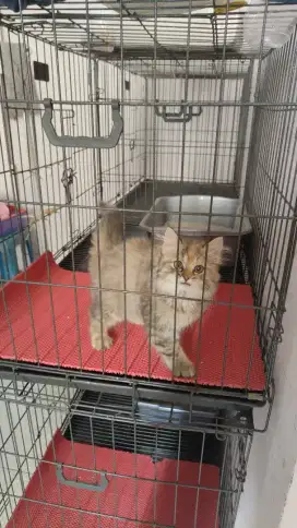Kucing kitten persia longhair torty