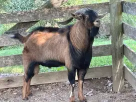 DIJUAL KAMBING KURBAN BERKUALITAS