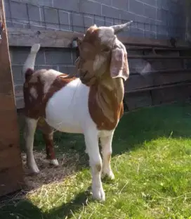 DIJUAL KAMBING KURBAN BERKUALITAS