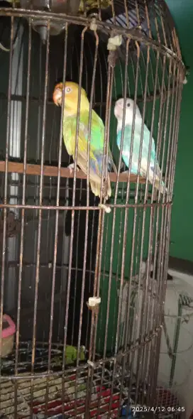 Sepasang Lovebird