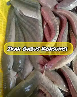 Makanan kaya gizi buat persalinan
