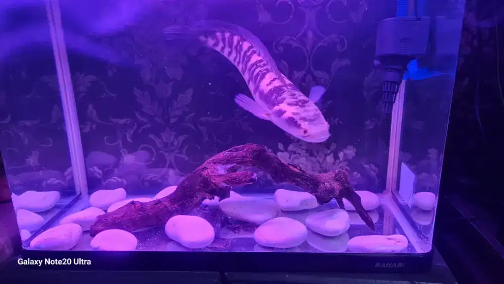 Ikan cantik agresiff