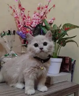Open adop kitten persia umur 4 bln