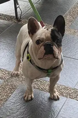 Frenchie French bulldog jantan