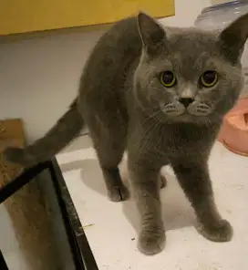 Kucing bsh british short hair jantan