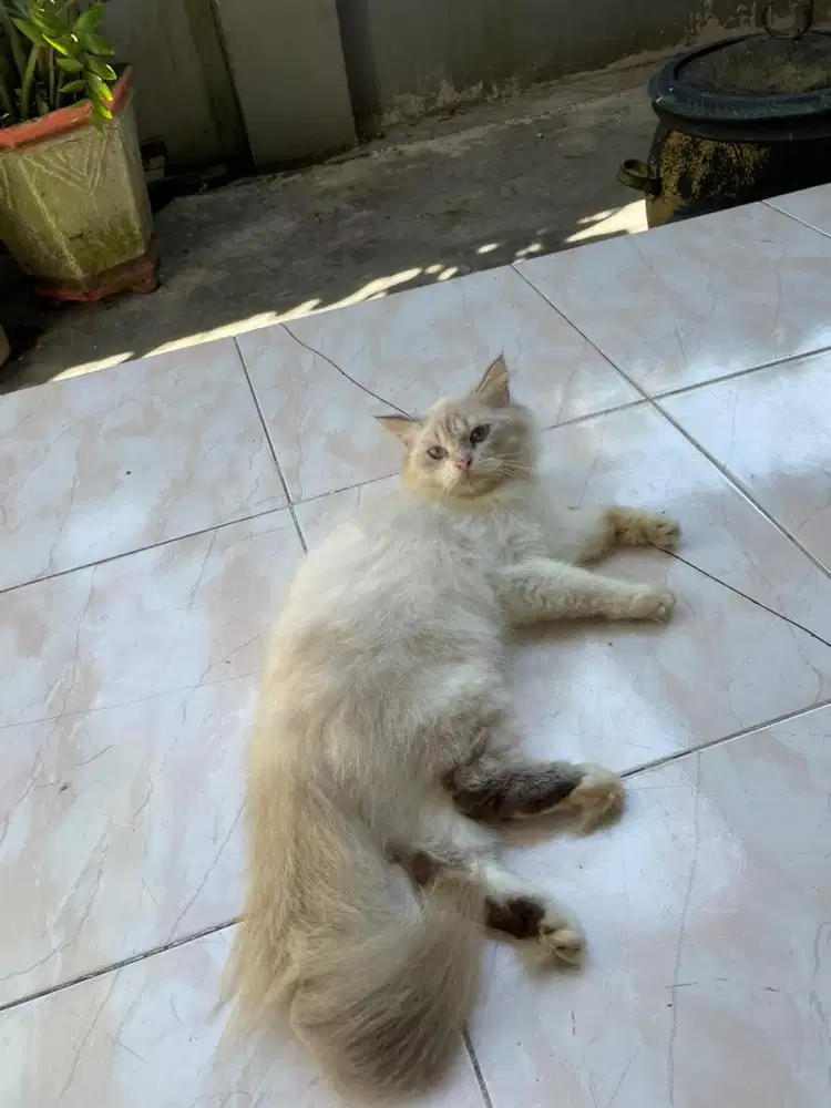 Kucing Persia Himalaya