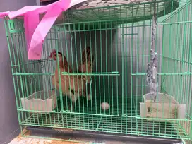 Jual Ayam Kate beserta kandang