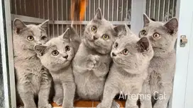 British Shorthair kitten lilac