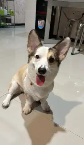 Corgi super istimewa