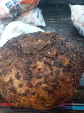 Dijual PORANG ADONARA