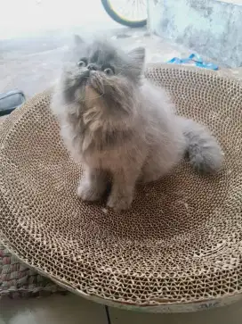 Kucing pesek peaknose betina
