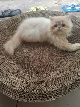Kucing persia pesek peaknose jantan
