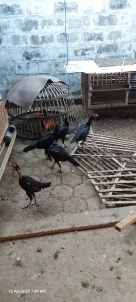 Jual ayam betina