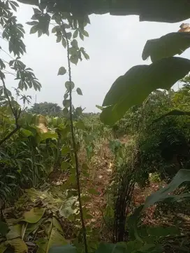 Dijual Tanah Cibubur Cocok Untuk Cluster Harga Nego