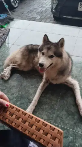 Husky Friendly Jantan