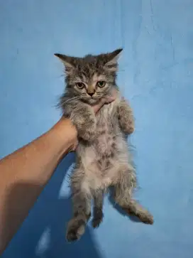 Kitten Persia Murah