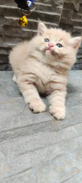 Kucing Persia flatnose peaknose kitten bulu gimbul ginuk2 lucu jantan