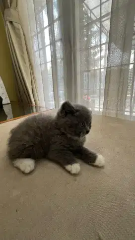 KUCING BSH KITTEN UMUR 3 BULAN
