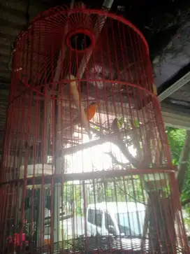 Kenari lokalan dah rawatan