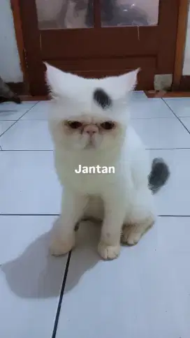 Jasa pacak exotic short hair