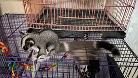 Sugar glider lowmoza ringtail betina
