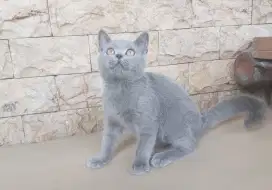 British Shorthair