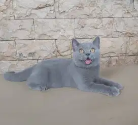 British Shorthair