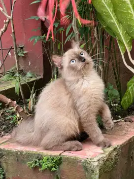 Kucing Himalaya betina