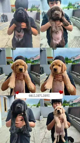 Dijual 7 ekor anjing Super Labrador Istimewa Jantan Betina