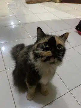 kucing persia betina
