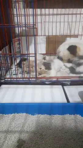 Lepas adopt persian longhair