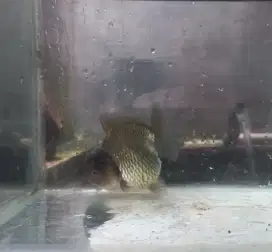 Ikan mas koki oranda dan rancu