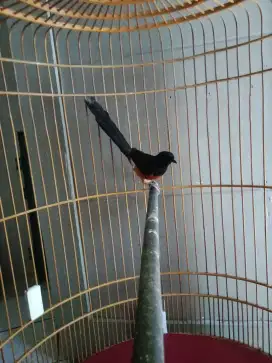Burung Murai balak 8