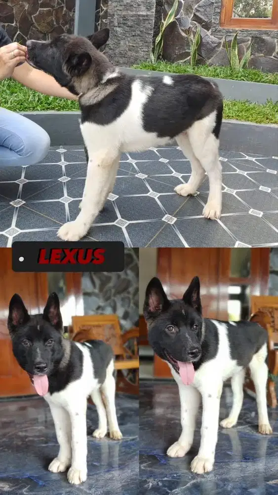 Anjing American Akita