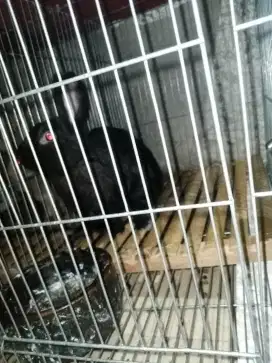 Kelinci lakian sehat
