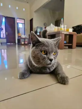 British shorthair jantan
