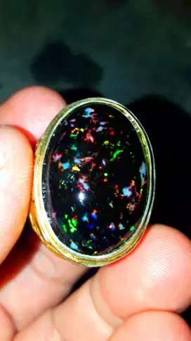 Black opal sempur sisit daging